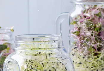 Jar of sprouts