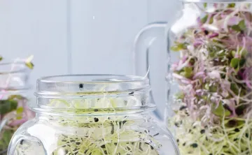 Jar of sprouts